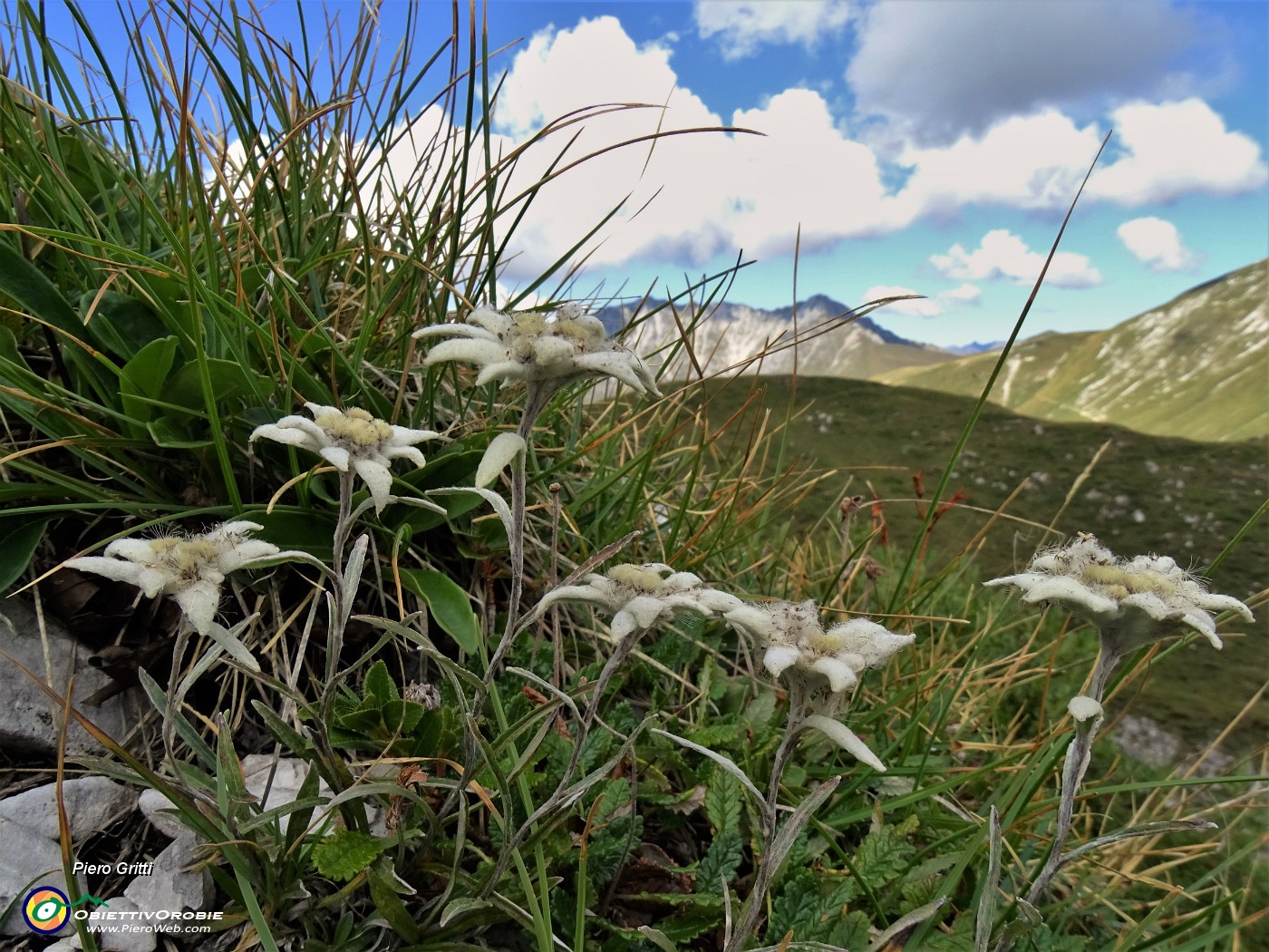 39 Leontopodium alpinum (Stelle alpine) su Cima Foppazzi versante nord con vista in Cima Menna.JPG